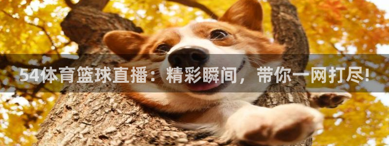 新球体育即时分：54体育篮球直播：精彩瞬间，带你一网打尽!
